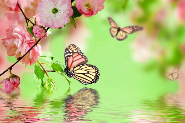 Papillons avec des fleurs de cerisier et le reflet de l eau