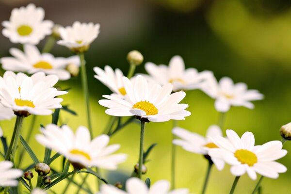 Delicate daisies on the background of the field