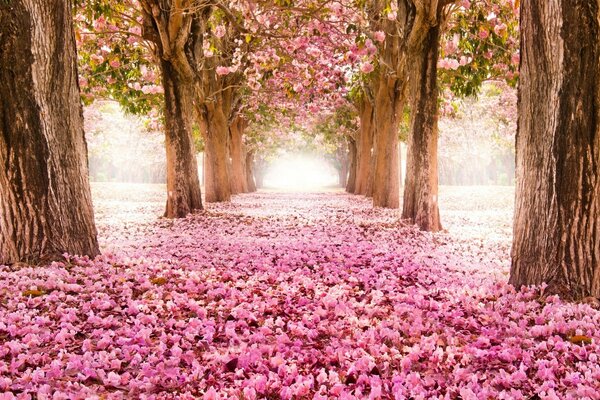 Hermoso callejón en primavera