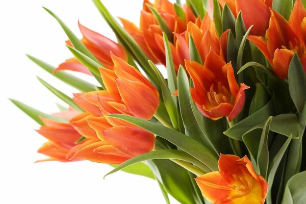 Spring bouquet of orange tulips