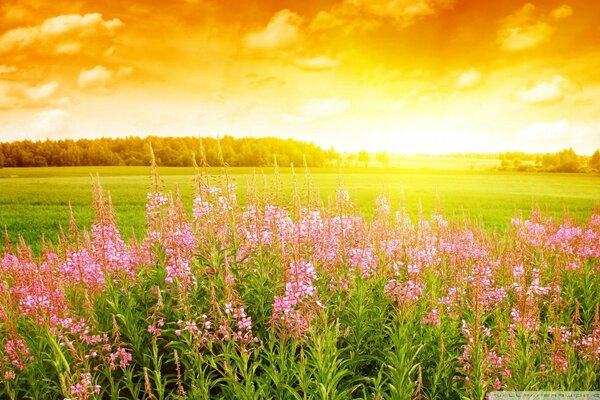 Sommerlandschaft mit rosa Blüten