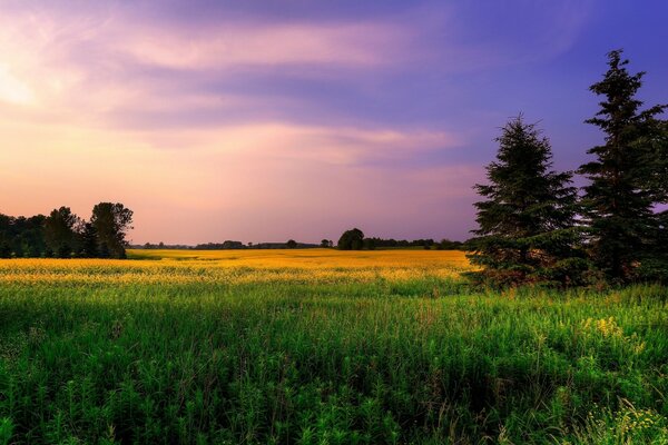 Cielo viola e giallo con prato verde