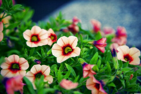 Beautiful flowers in the garden