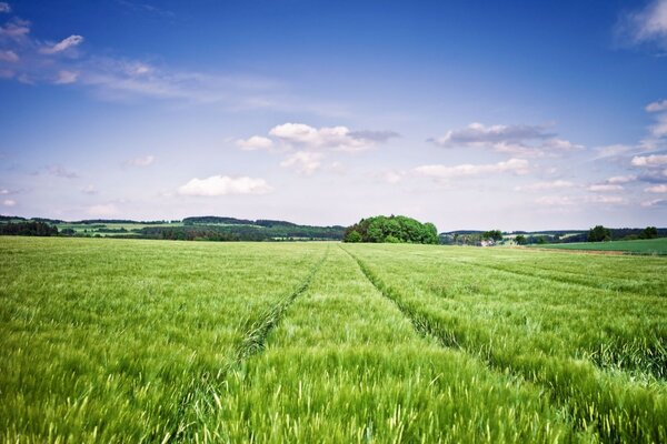 Landschaft des blauen Himmels im Feld