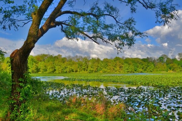 Sommerlandschaft mit Gras und Teich