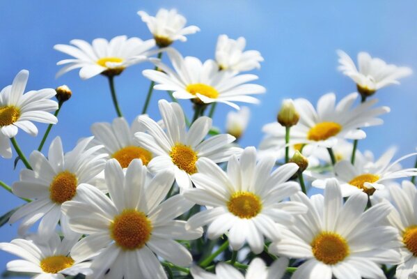 Bouquet di margherite contro il cielo