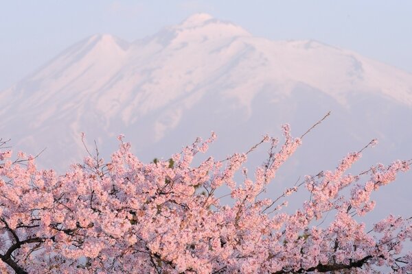 Blühende Kirsche auf dem Hintergrund der schönen Berge