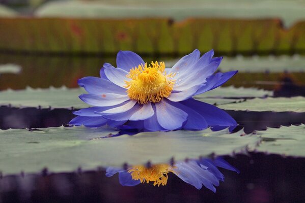 Reflexión en el estanque del lirio azul