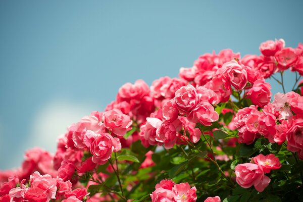 Bellissimo arbusto di rose sullo sfondo del cielo