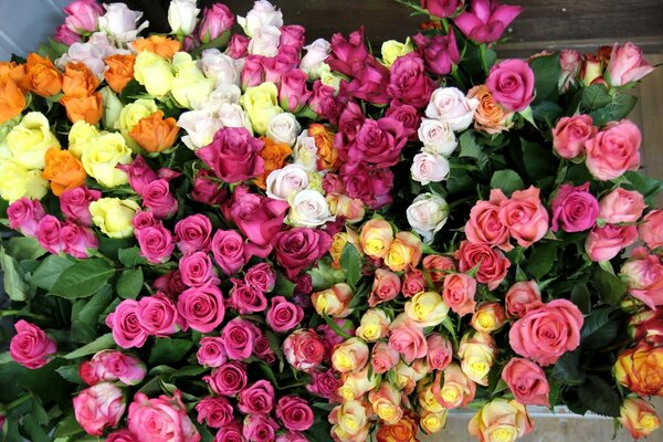 The beauty of multicolored roses, bouquets