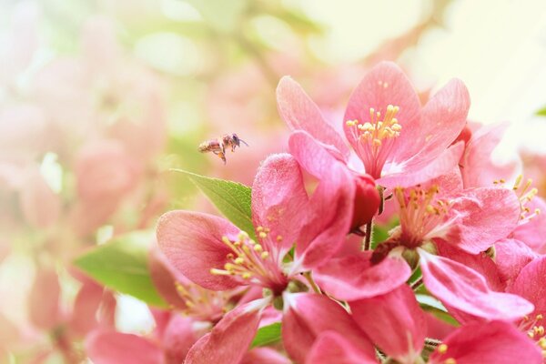 In spring, insects land on flowers and trees