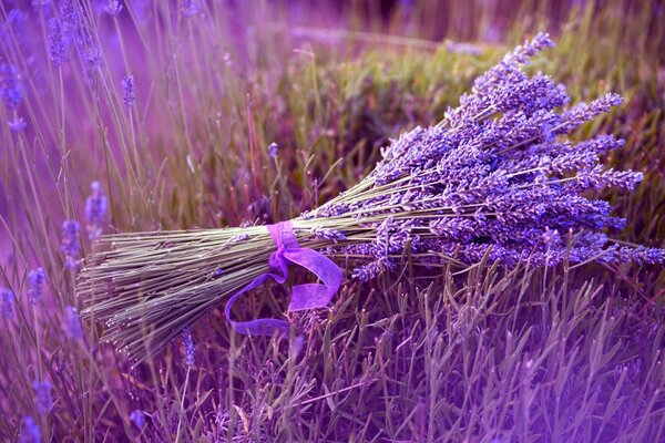 A bouquet of lavender on a lilac field