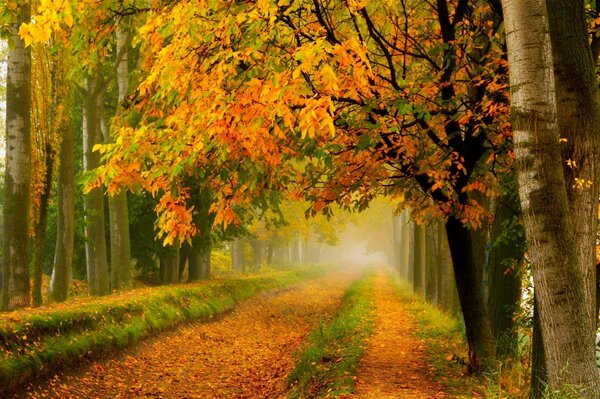 Camino de otoño en el bosque dorado