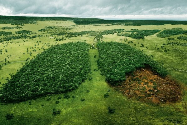 Human lungs on the example of wildlife