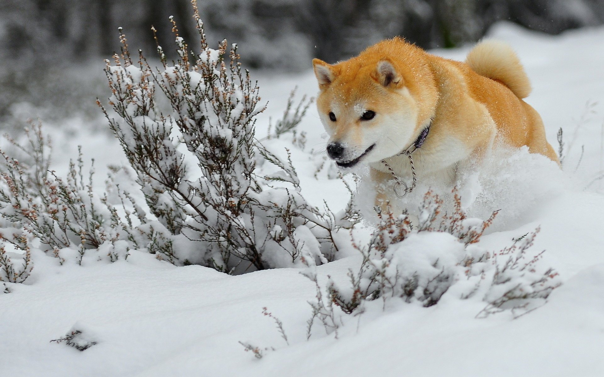 dog winter snow