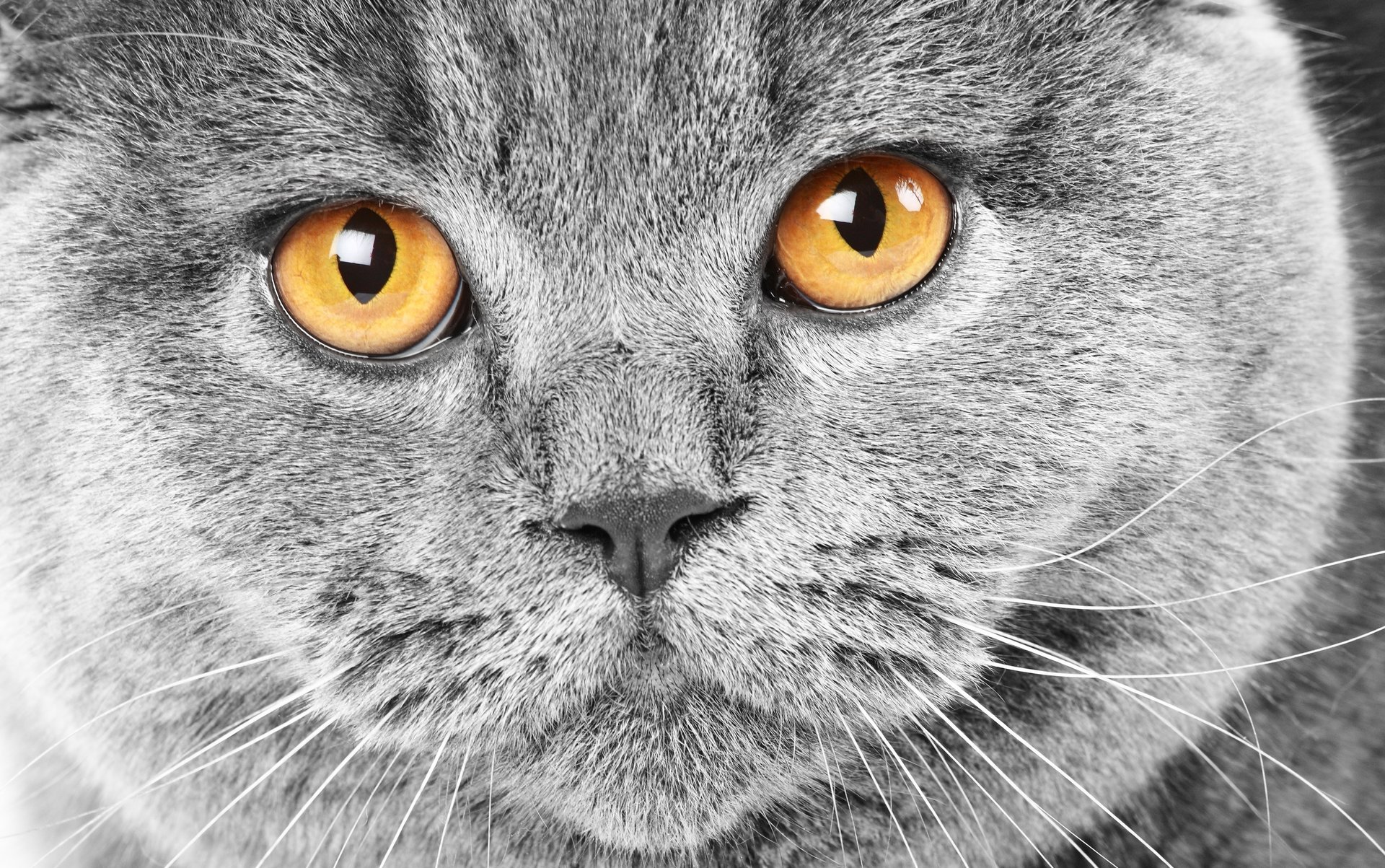 cat muzzle british grey eyes yellow british