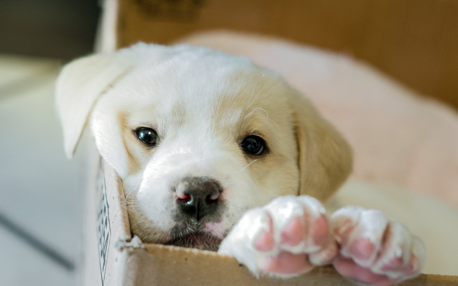 dog puppy box