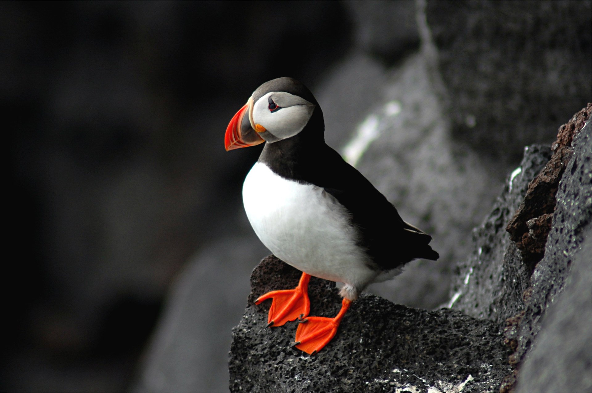 ptak puffin fratercula arctica maskonur atlantycki skała