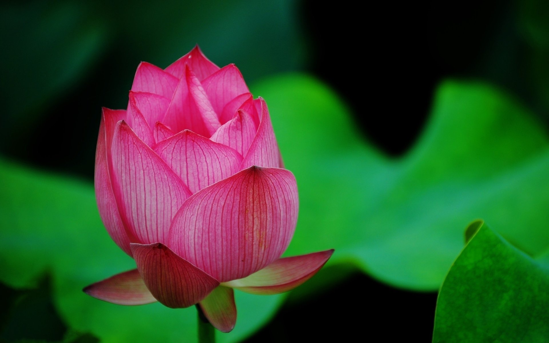 lotus verdure macro pétales fleur rose bourgeon