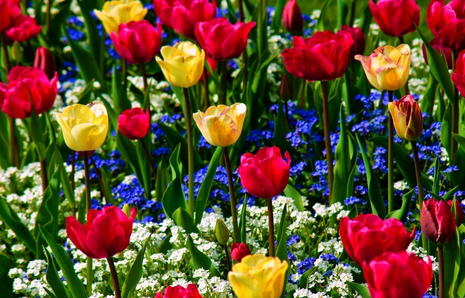 tulipes myosotis jaune bleu rouge blanc