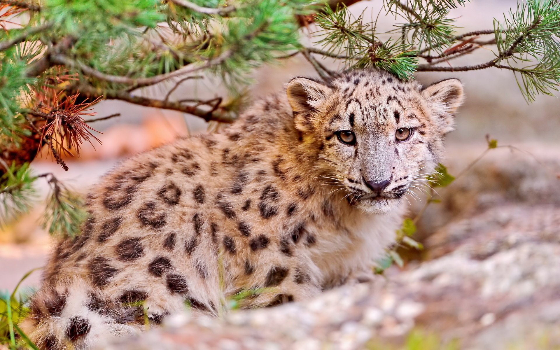 pantera śnieżna snow leopard uncia uncia kotek irbis ogląda