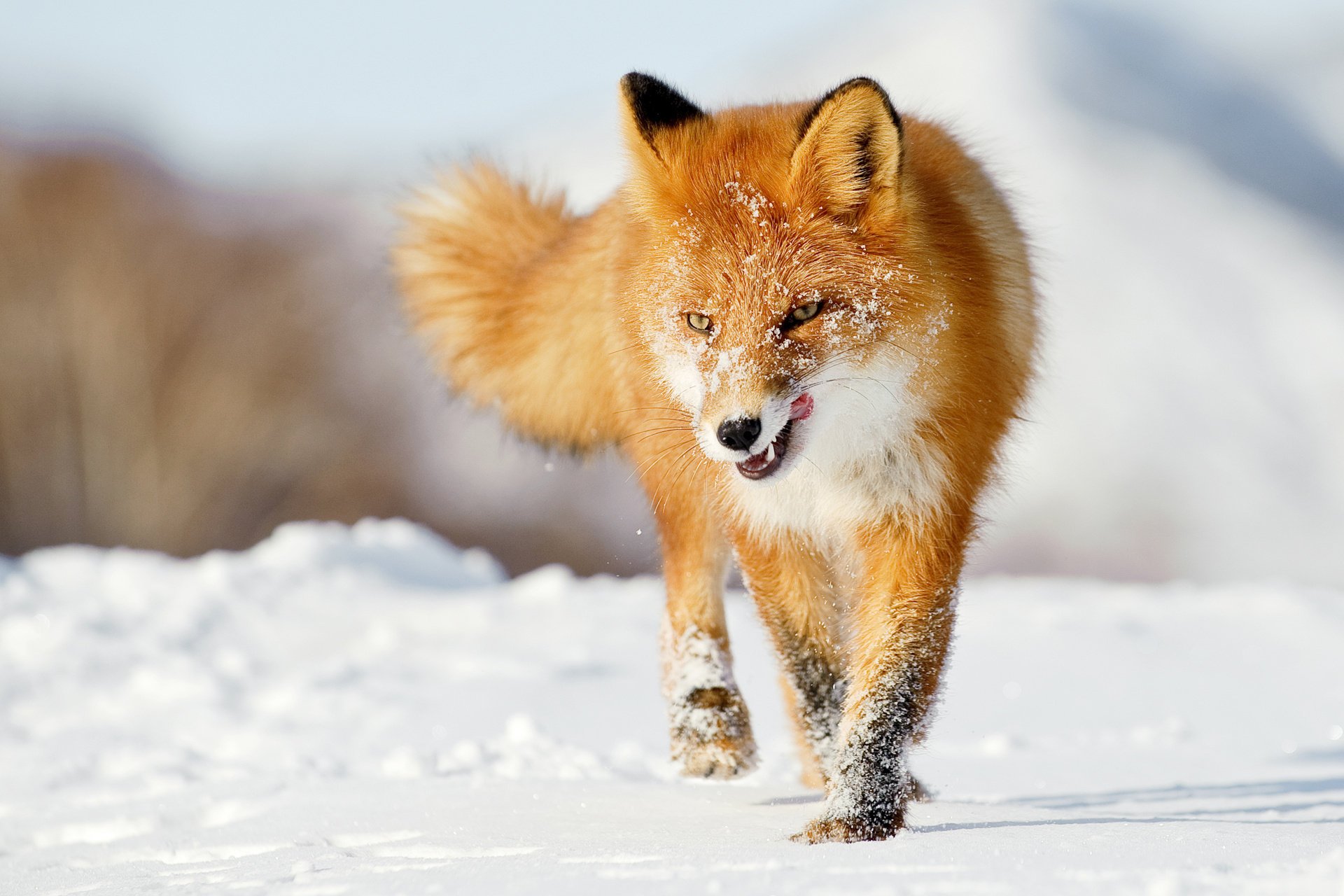 red winter snow tongue fox fox