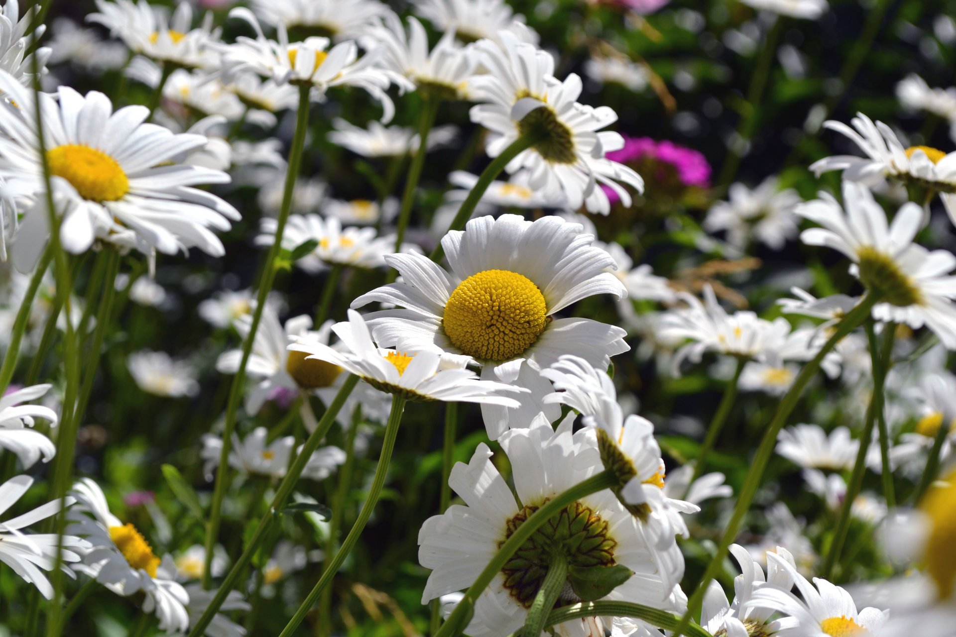 flores verano