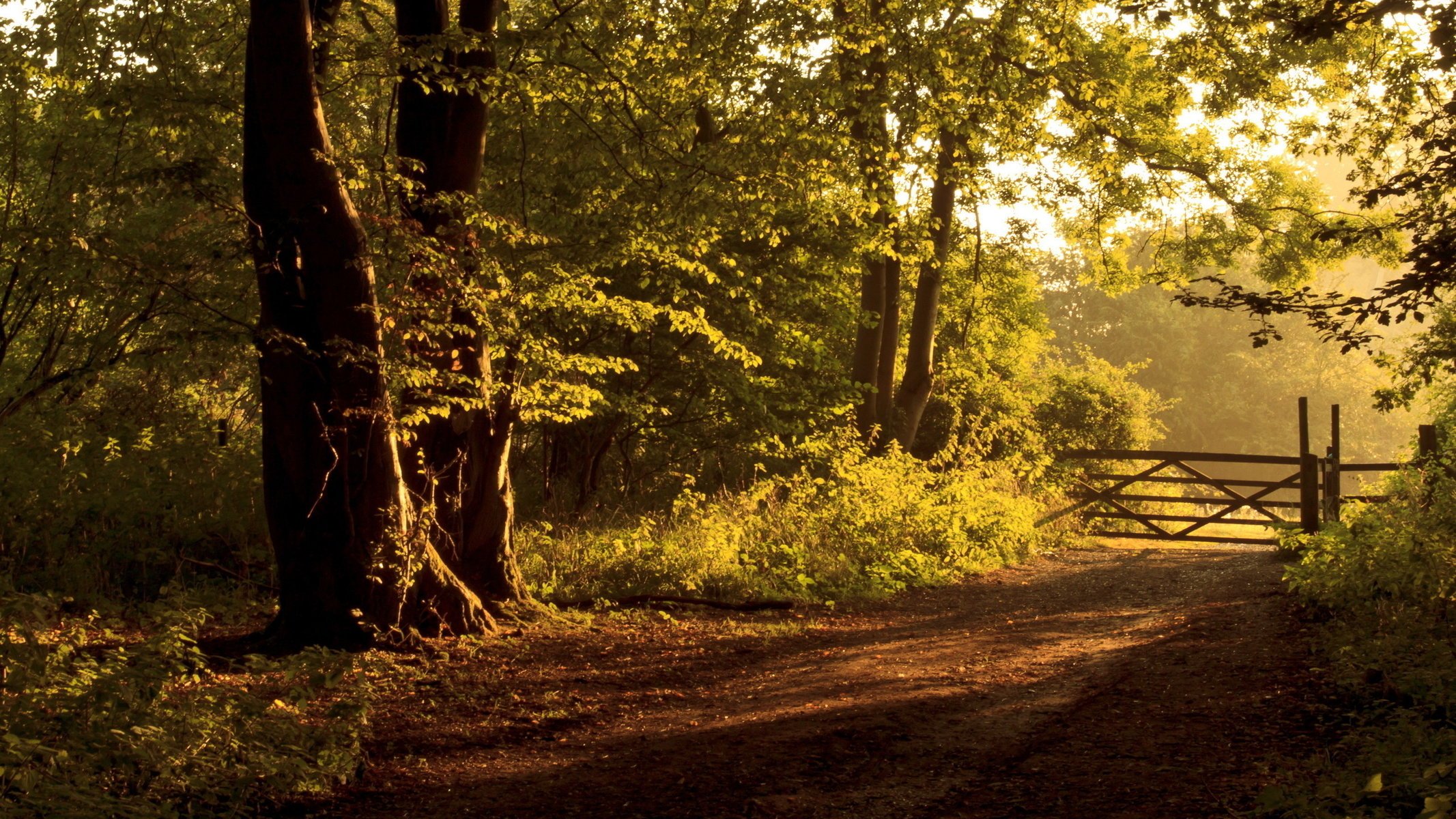 straße zaun landschaft wald