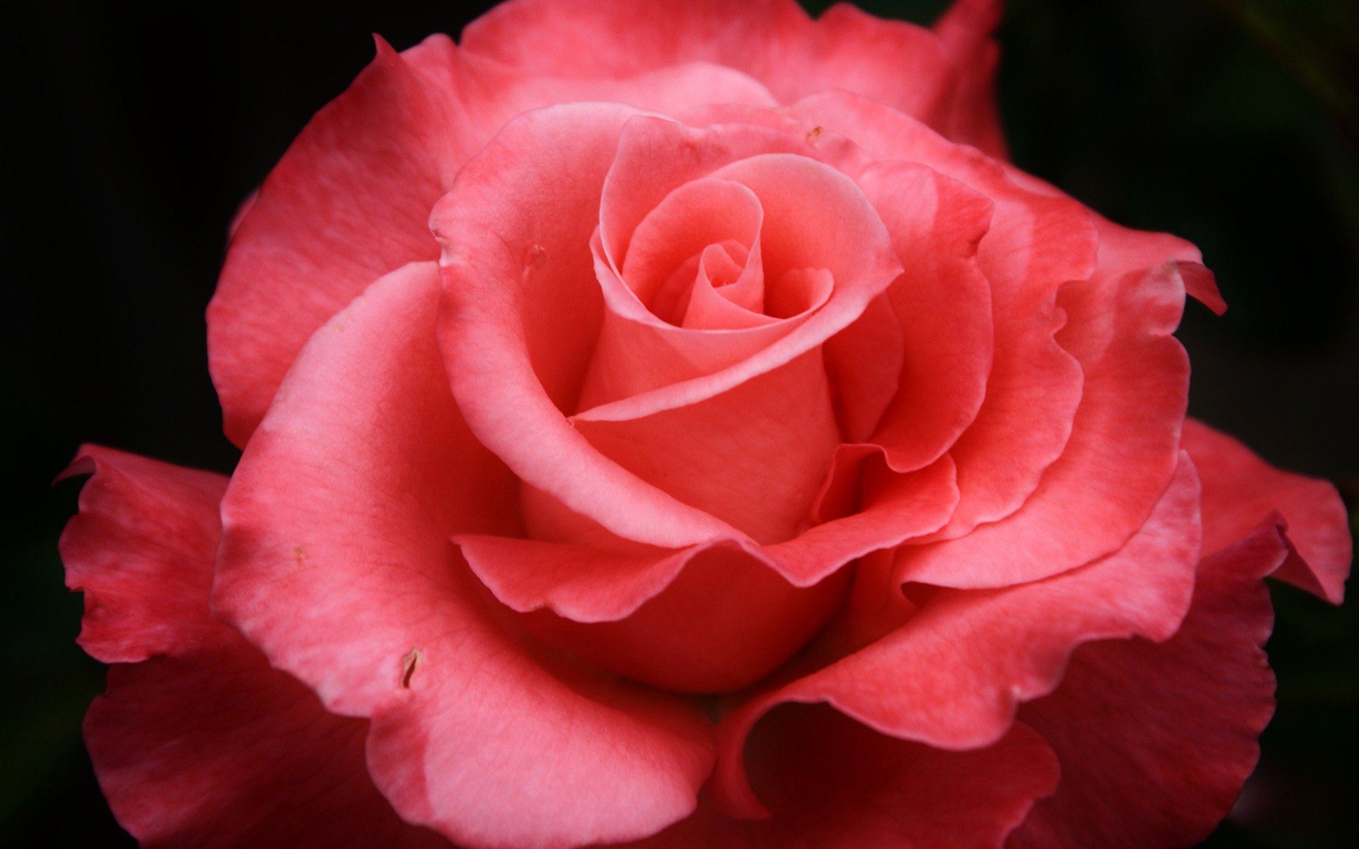 rose pétales fleur rose gros plan