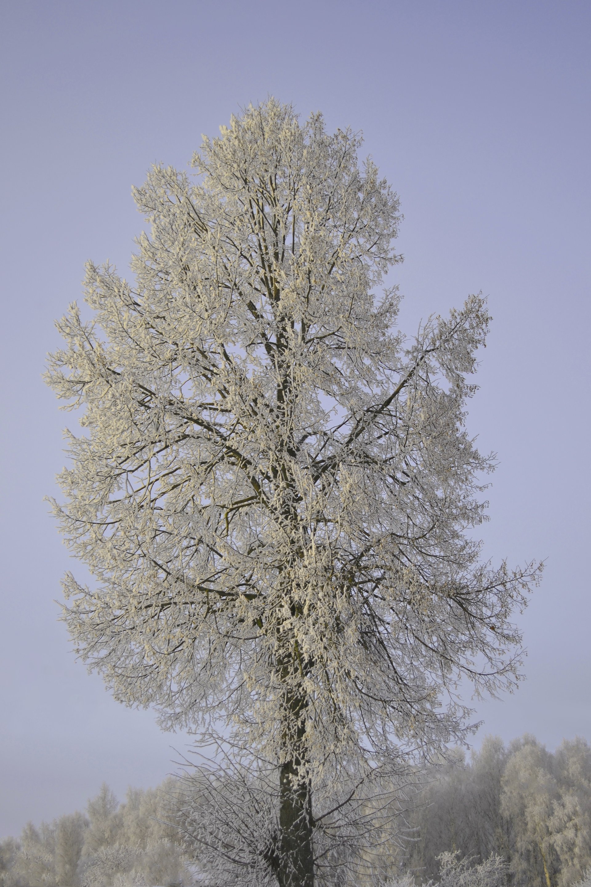 hiver forêt