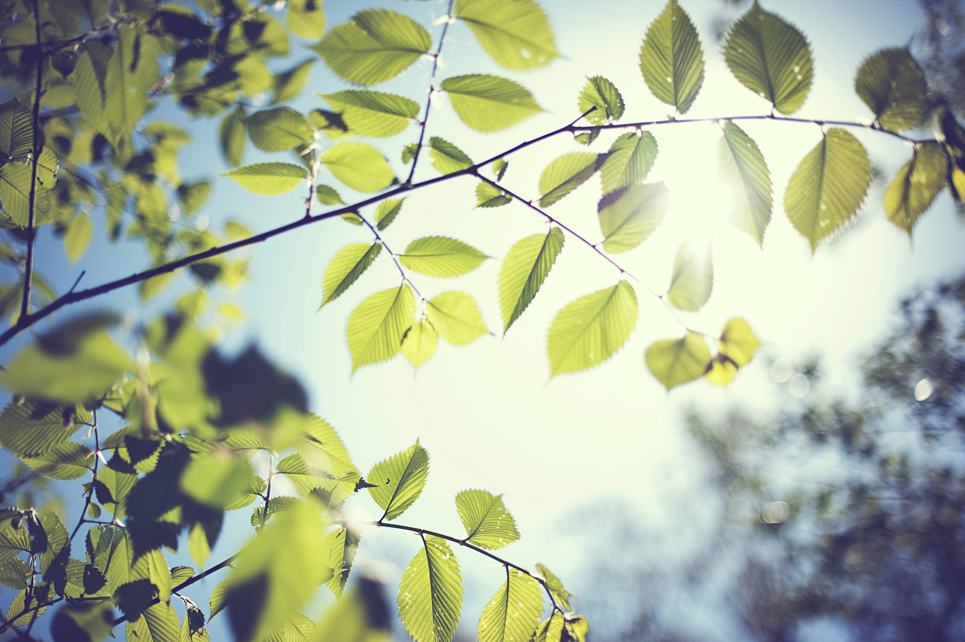 branche feuillage printemps