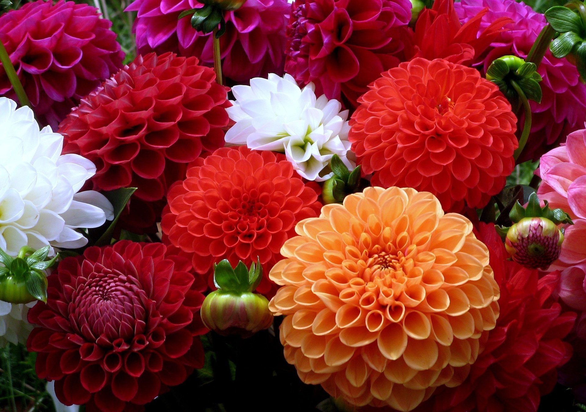 dahlias fleurs multicolore