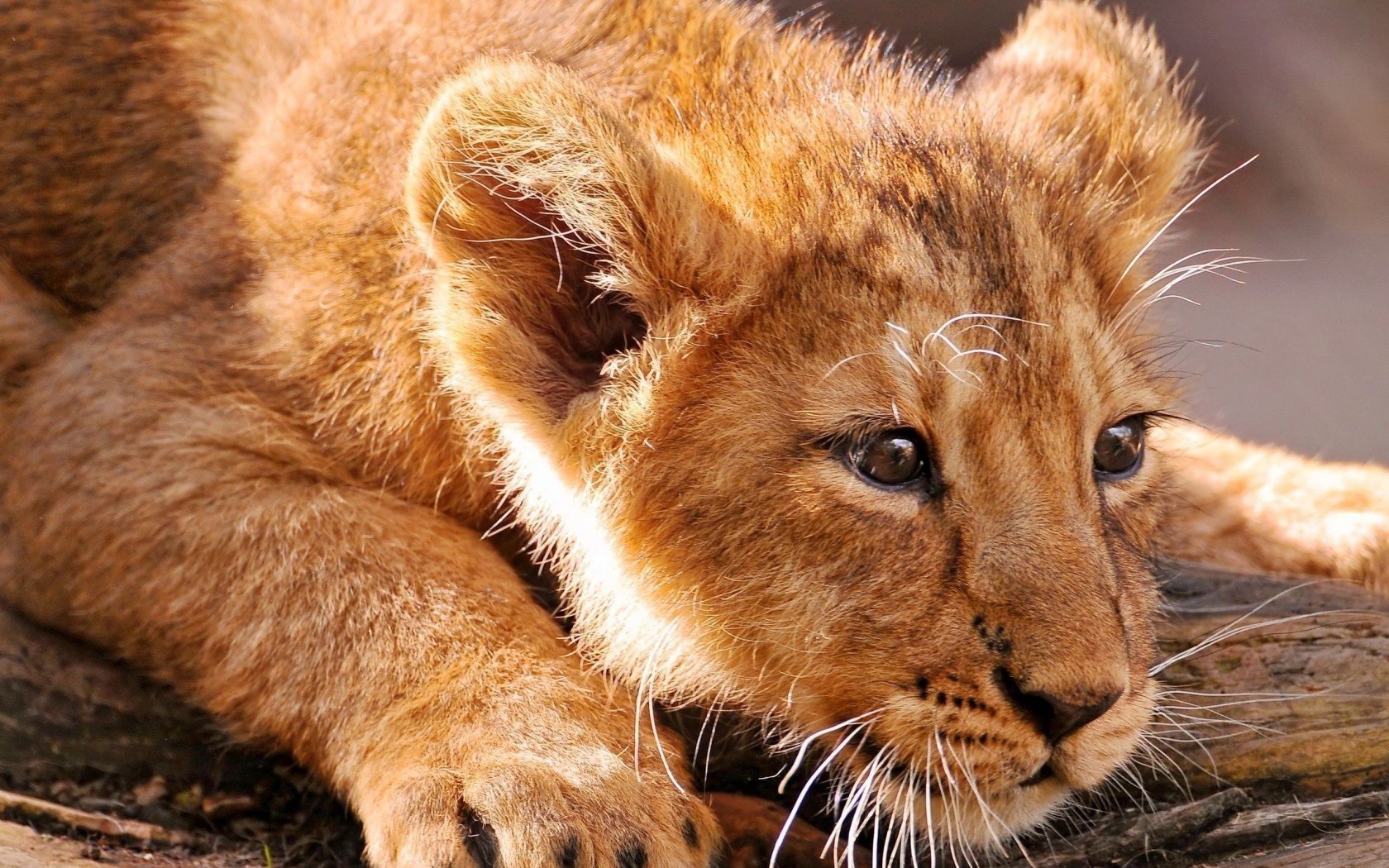 león gato animal cachorro de león