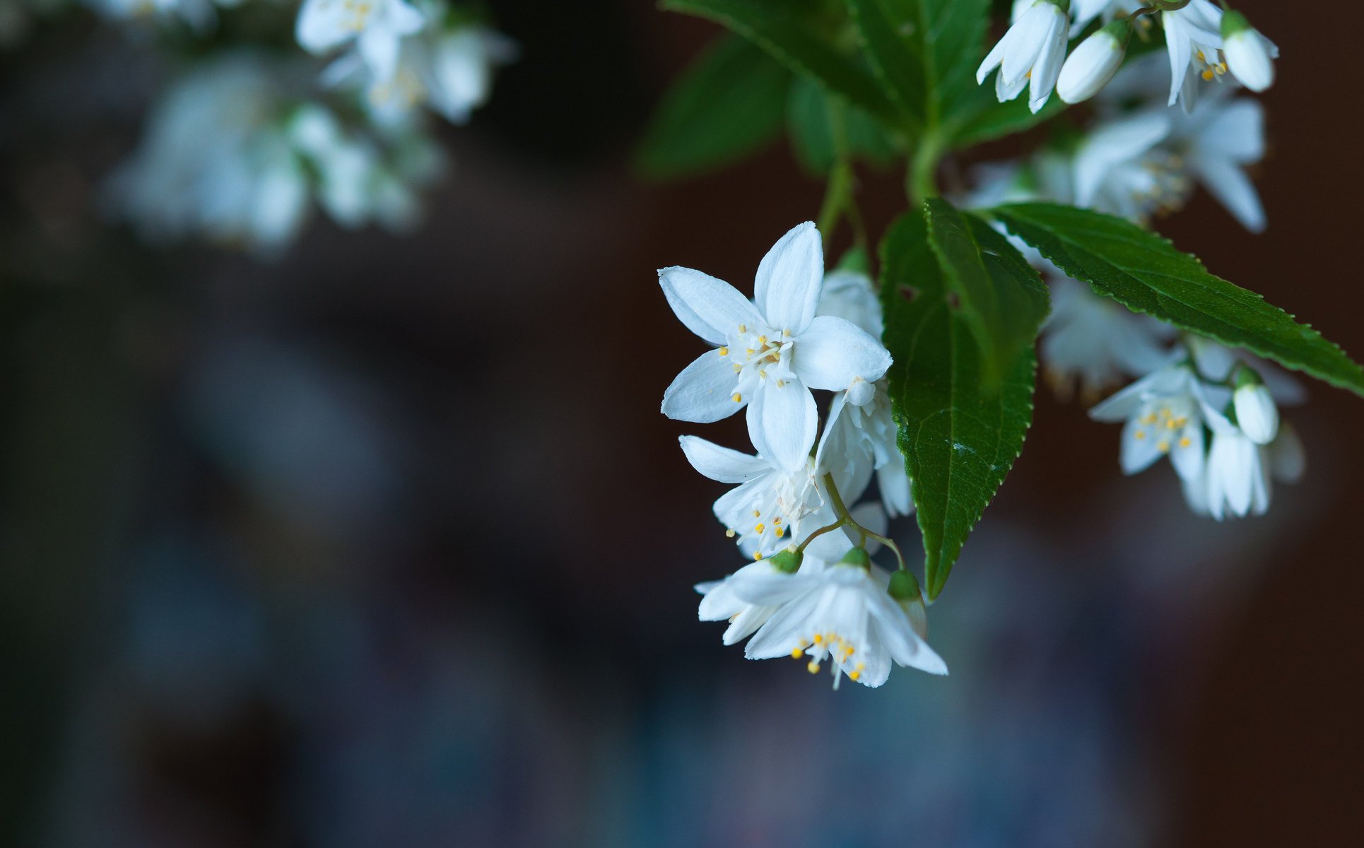 blumen makro blüte unschärfe blätter