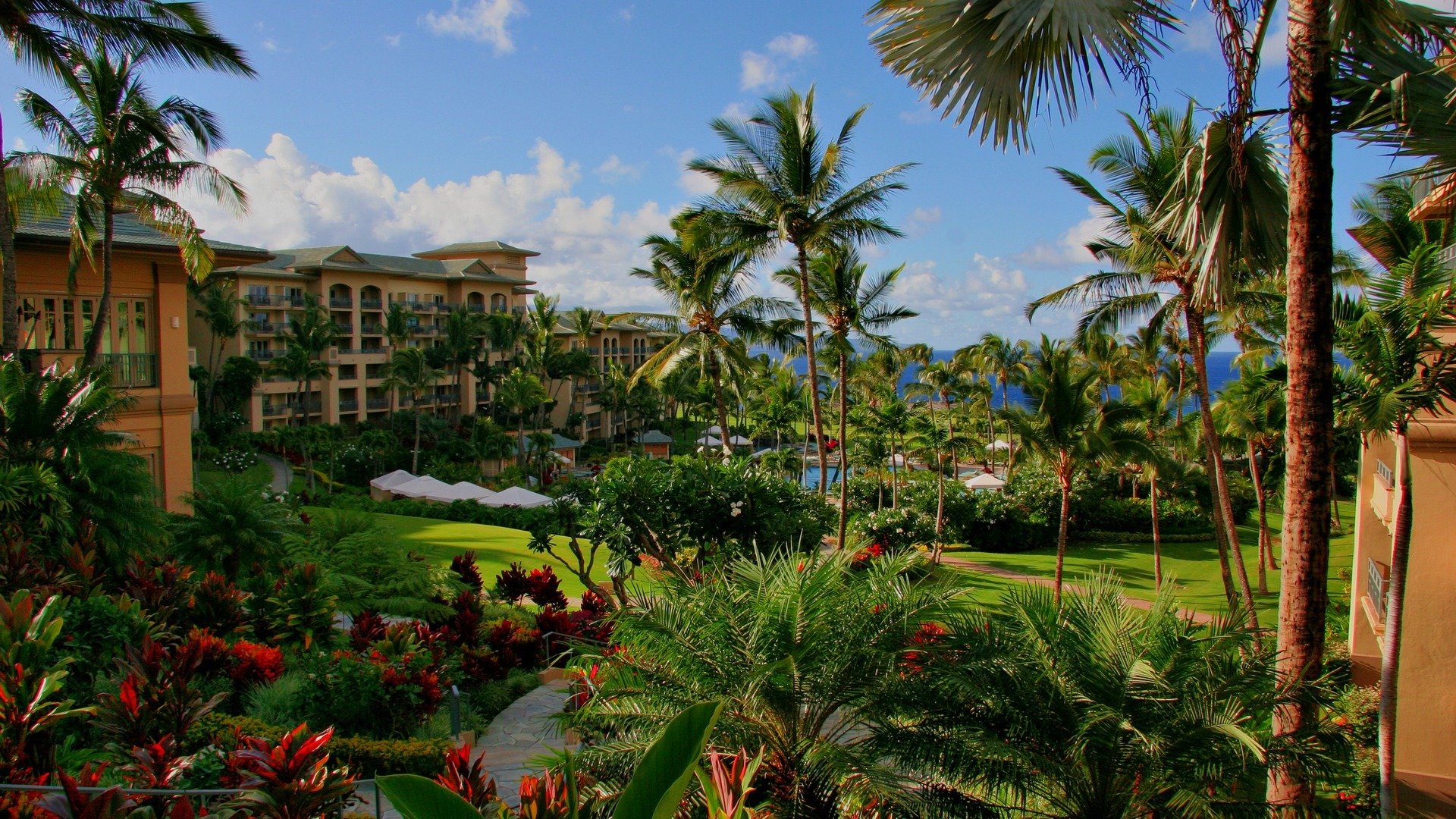 hawaii hotel palmeras piscina mar flores