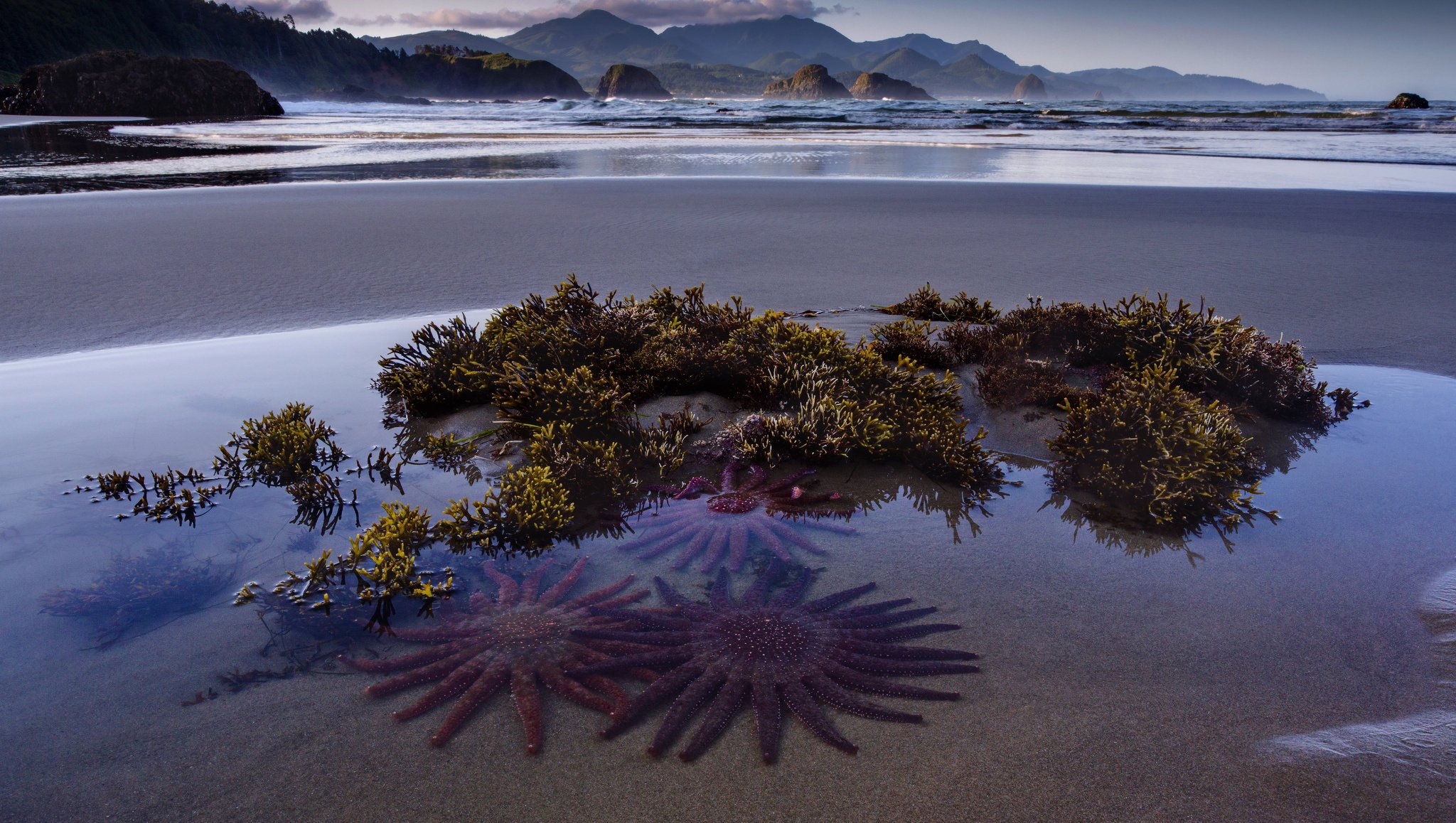 un star sea beach nature