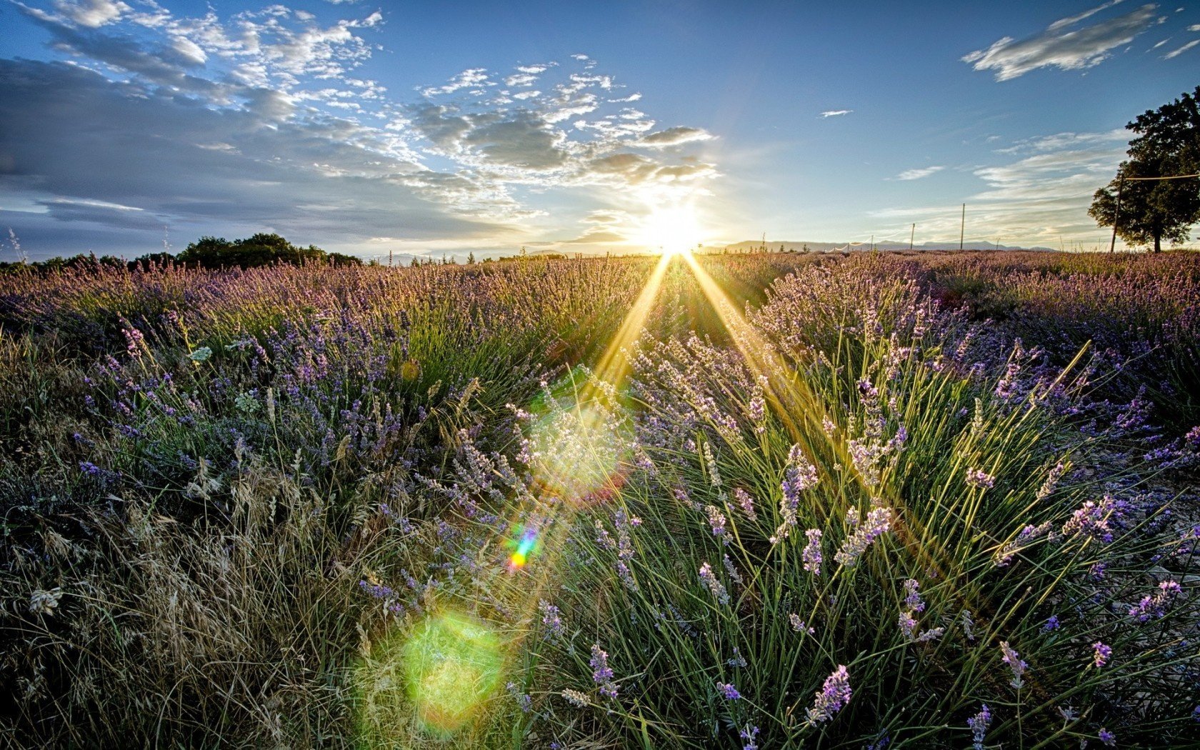 nature lumière champ été paysage