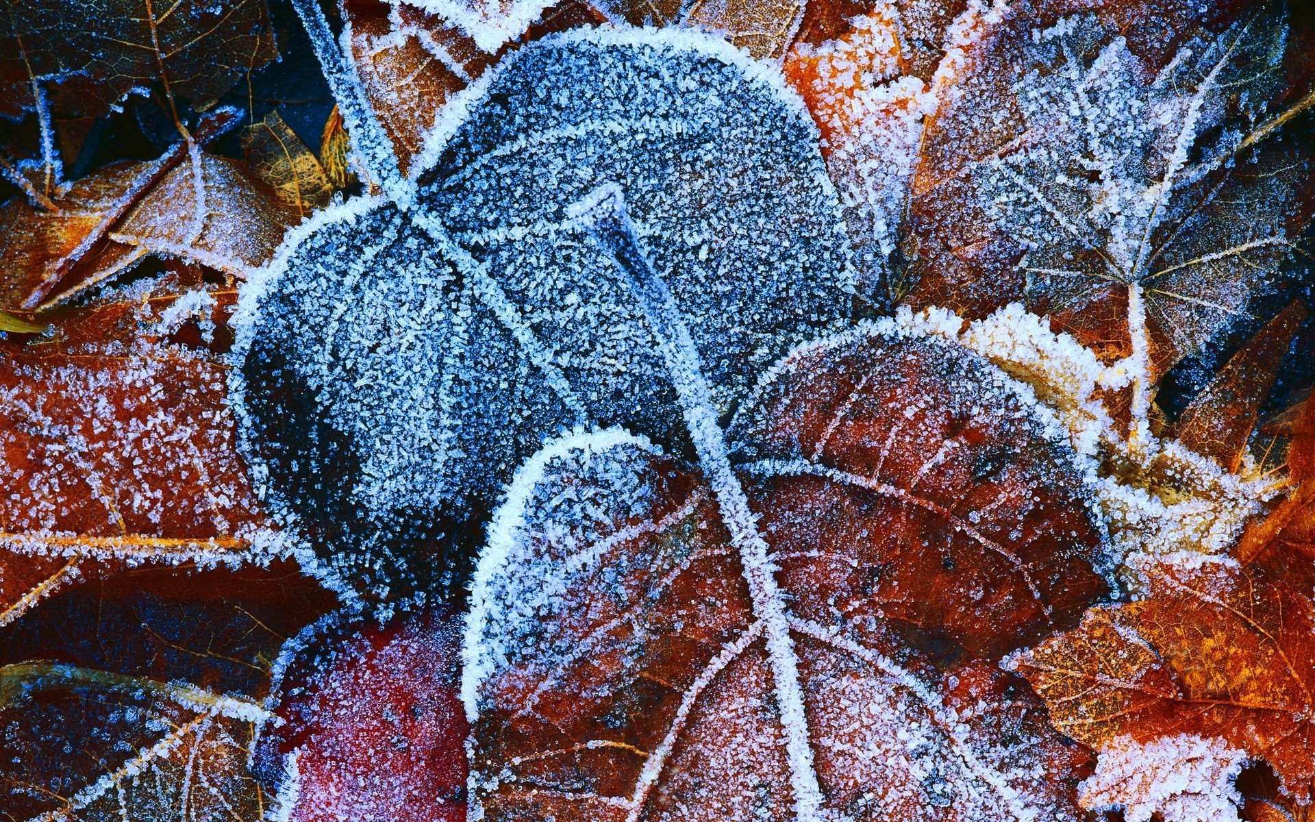 fond feuille givre automne feuillage feuilles jaune glace