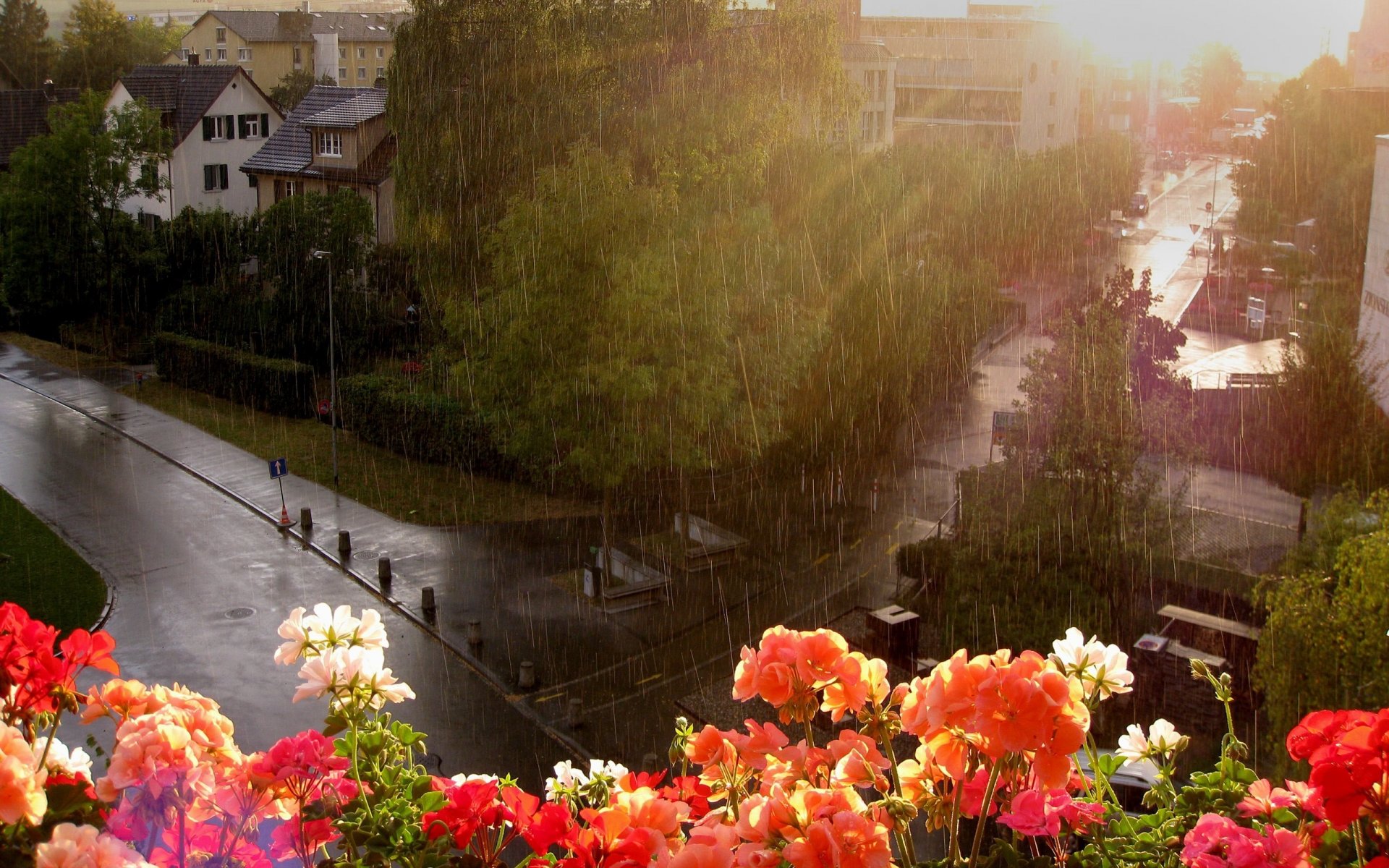 finestra fiori strada pioggia