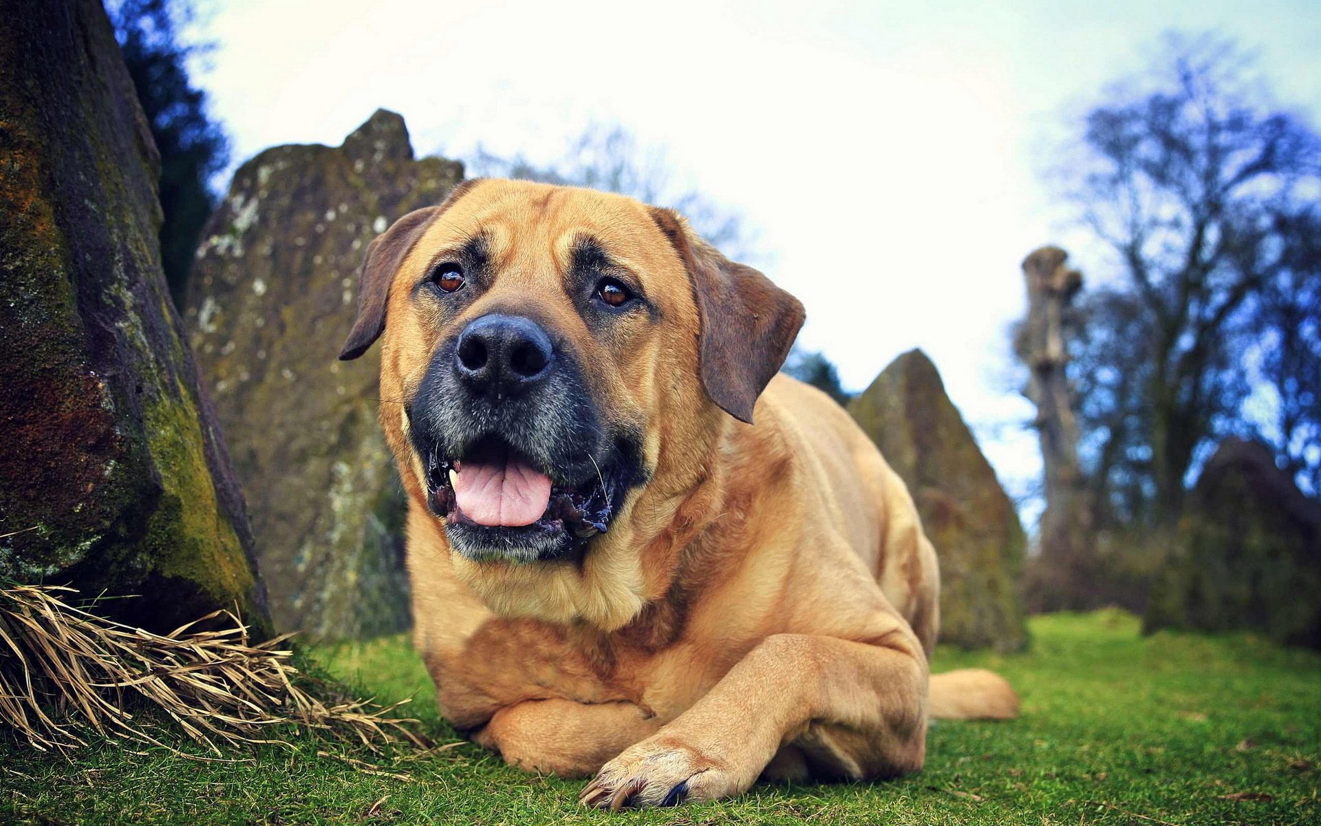 mirada perro amigo