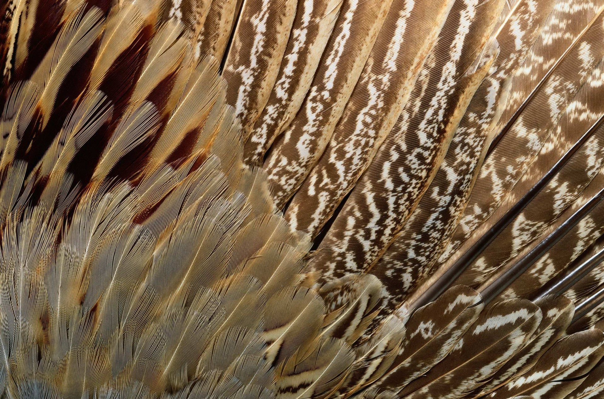 texture feathers of exotic bird