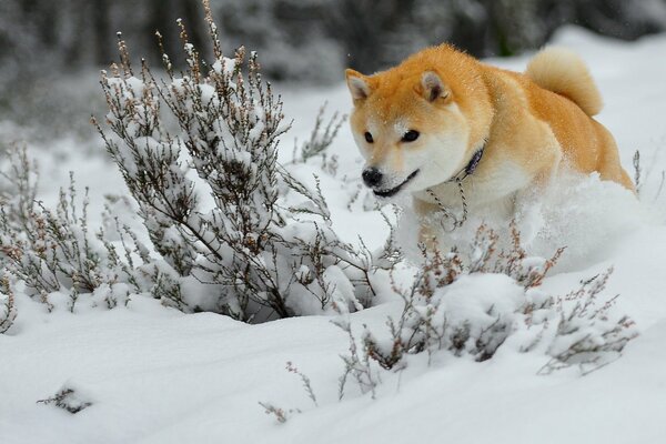 Perro rojo caza en el bosque de invierno