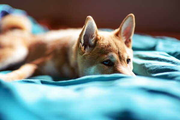 Chiot sur le lit dans les draps bleus