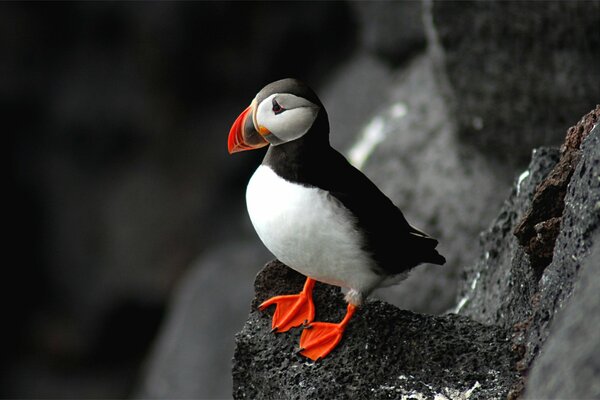 The Atlantic Puffin bird is sitting on a rock