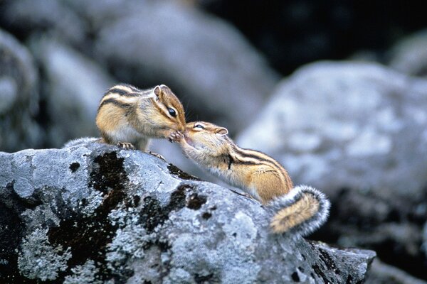 Two chipmunks kissing on a rock