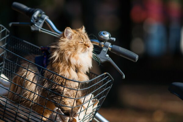 Rothaarige pelzige Katze genießt das Radfahren