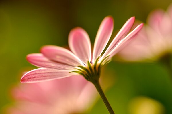 A pink flower on which the sun shines