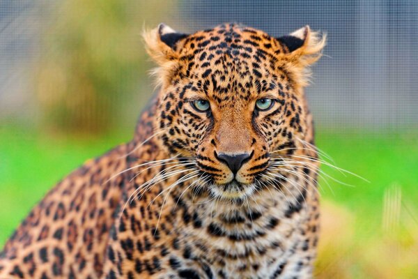 The leopard is looking at you intently
