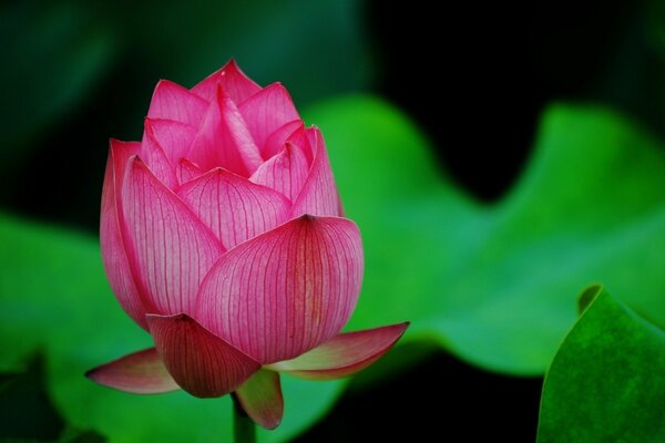 Rosa Lotusknospe in der Makroaufnahme