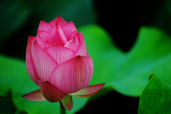 Bourgeon de Lotus rose en macro